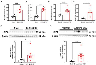 Impaired Nicotinamide Adenine Dinucleotide Biosynthesis in the Kidney of Chronic Kidney Disease